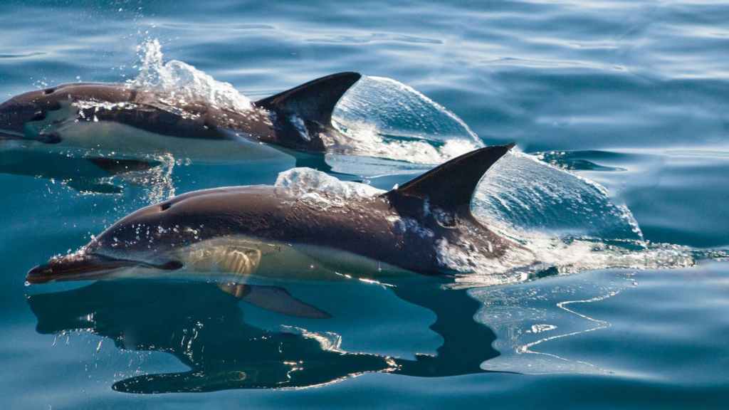 viaje organizado delfines algarve