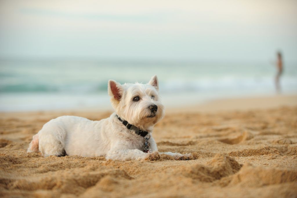 playa perros asturias