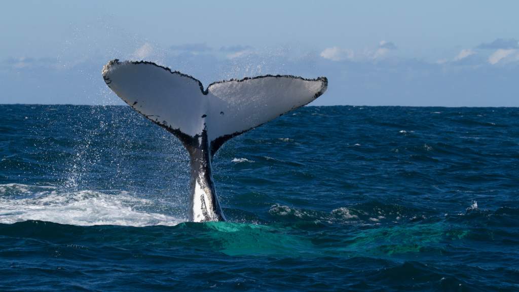 ver ballenas en costa rica