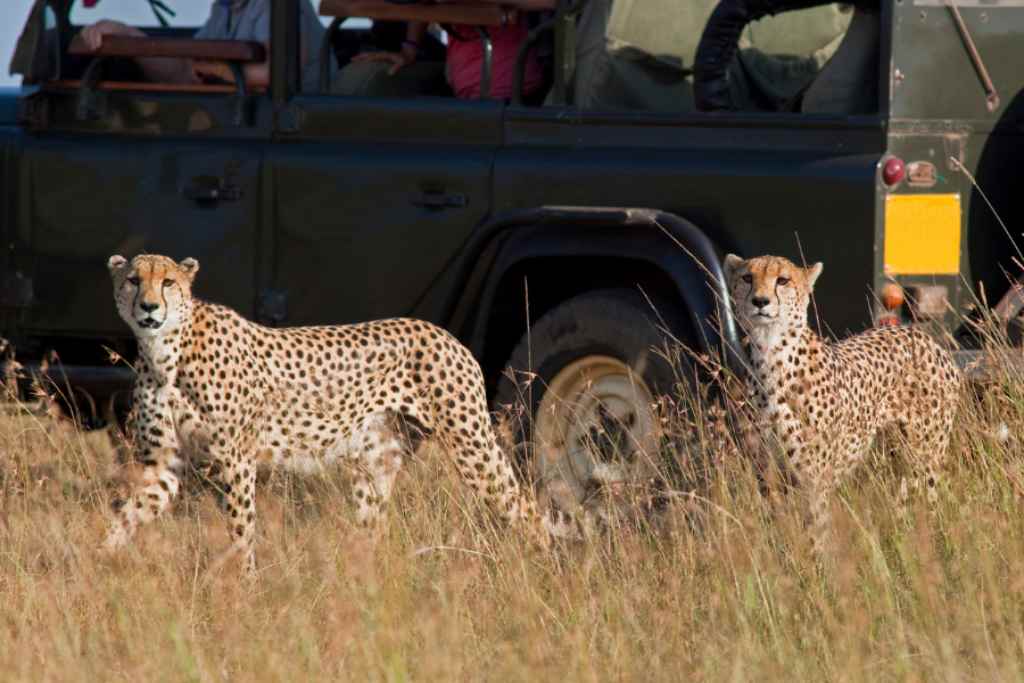 conoce en africa los leopardos en nuestros safaris