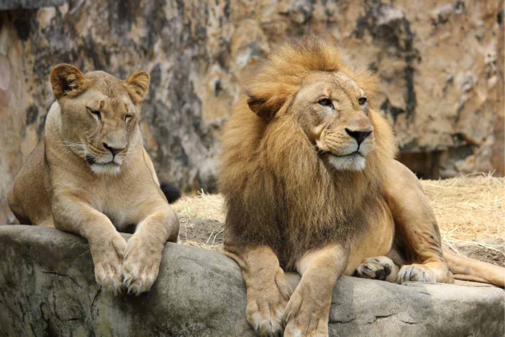 safaris en tanzania con vista de leones